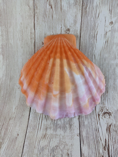 Mermaid's Shell Squishy, Size Onesize (Soft Firmness)