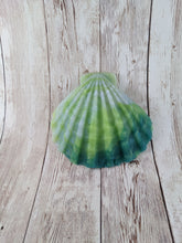 Mermaid's Shell Squishy, Size Onesize (Soft Firmness)